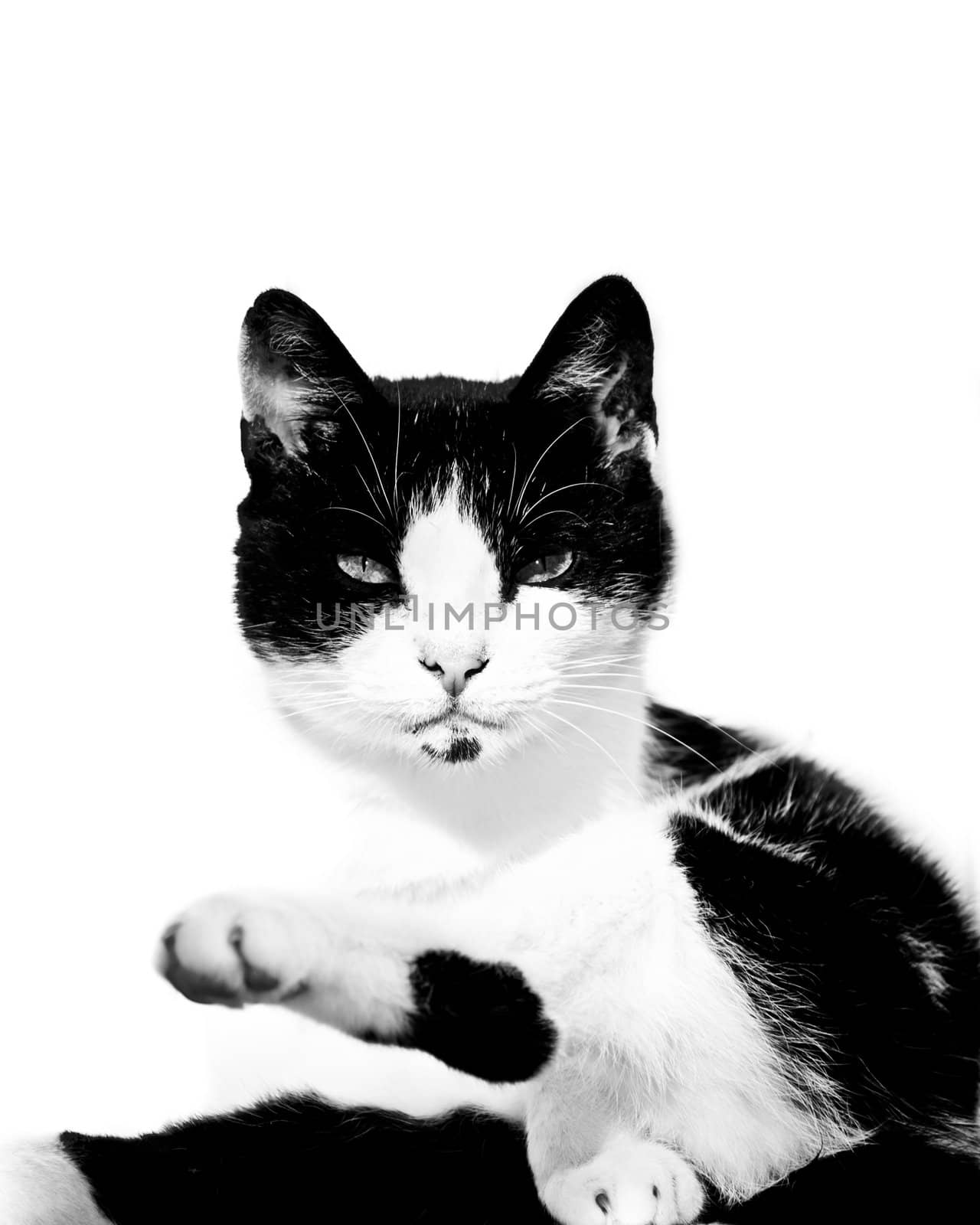 staring cat isolated on white