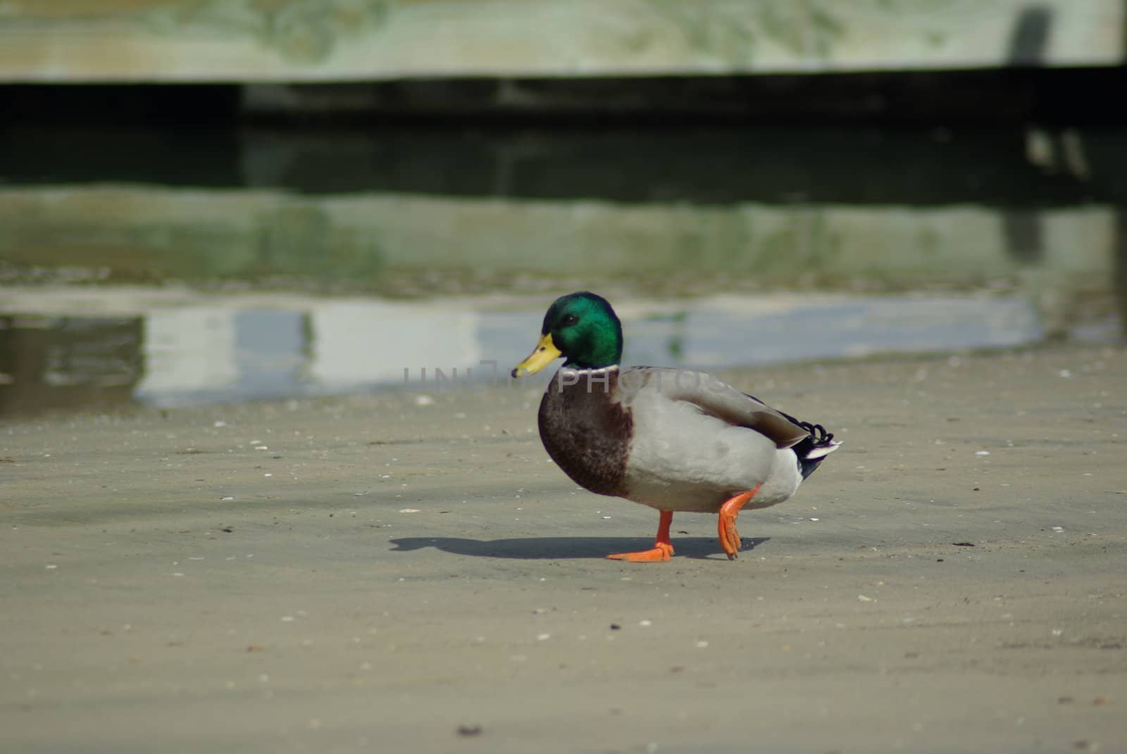 duck waling along a beach