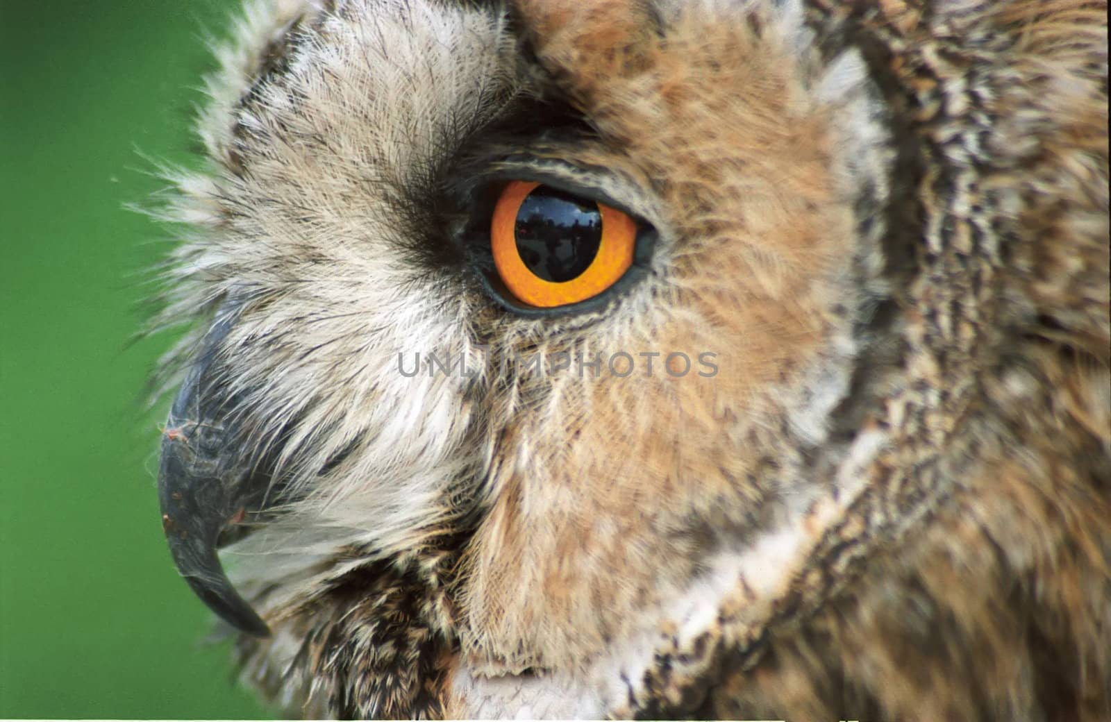 Portrait of an owl with orange eyes macro