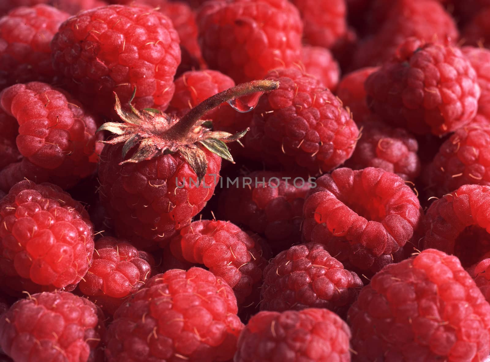 Fresh raspberry by sveter