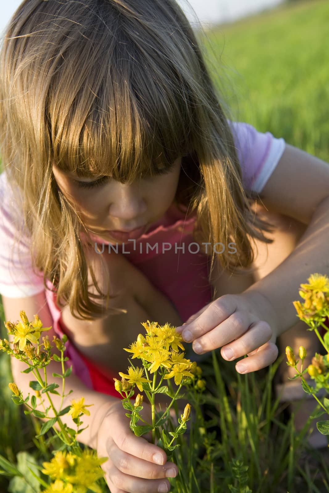 little cute girl looking at St.-John's wort. Summer time. Sharpness on flower