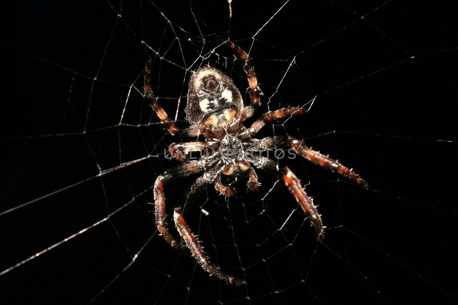 spider on web by jpcasais