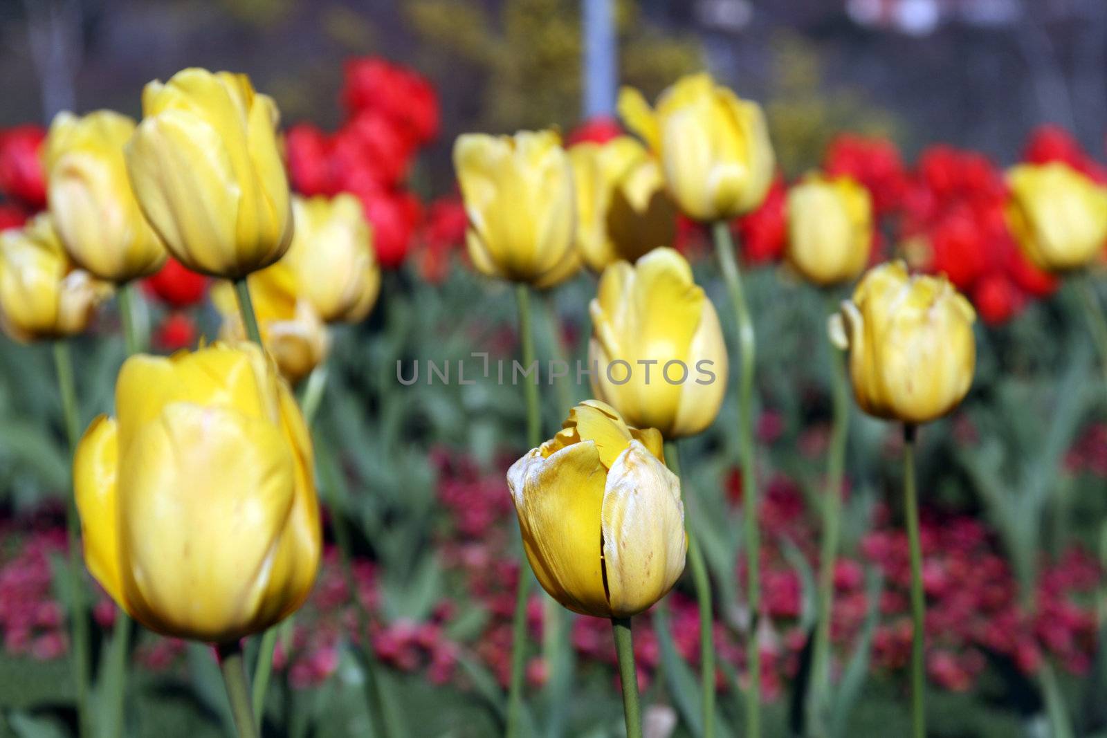 beautiful tulips, beautiful flowers by jpcasais