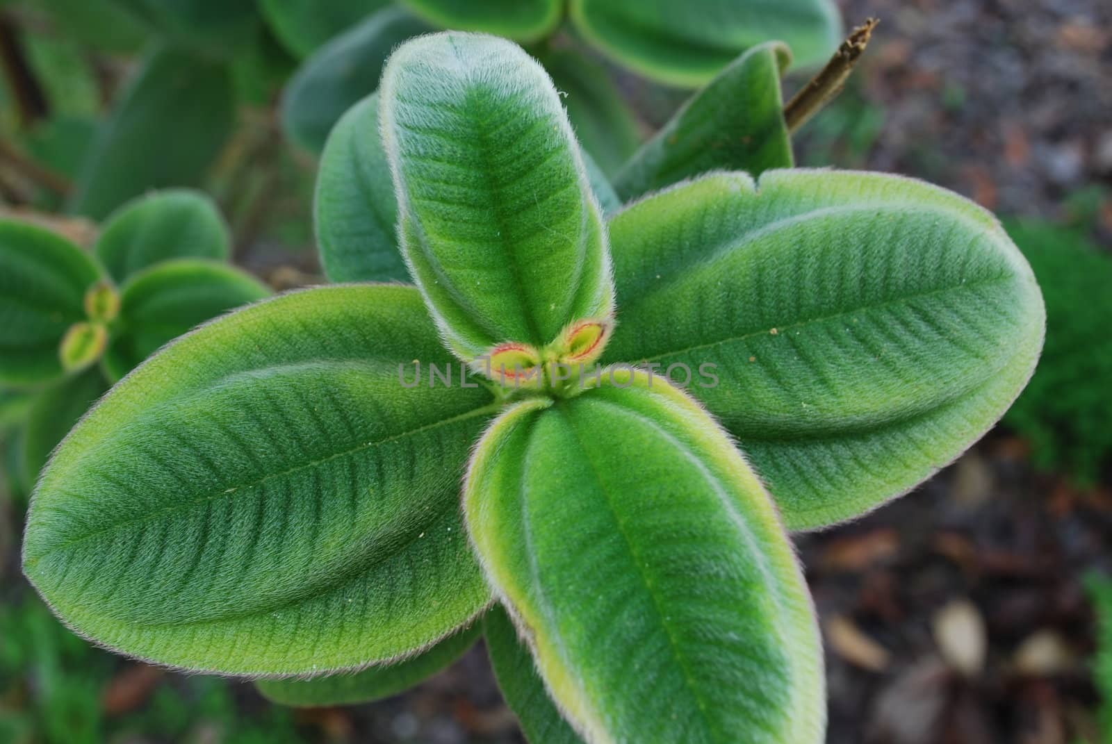 Ligustrum Japonnicum Plant by luissantos84