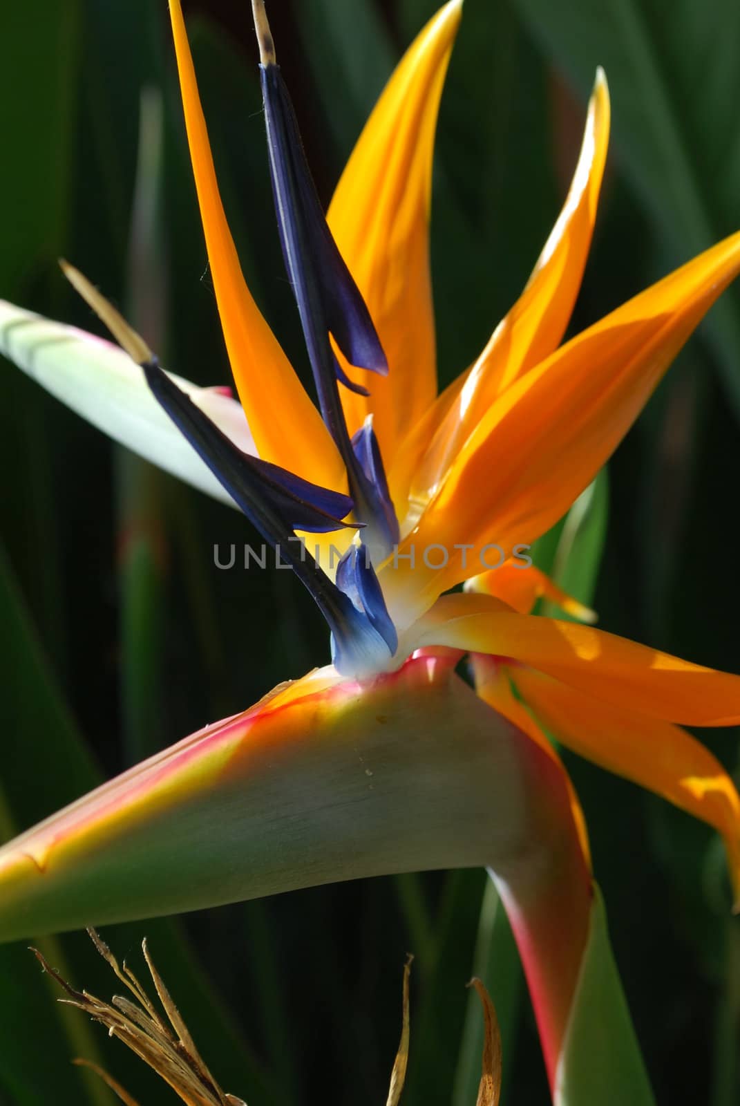 Sterlitzia plant on a park by luissantos84