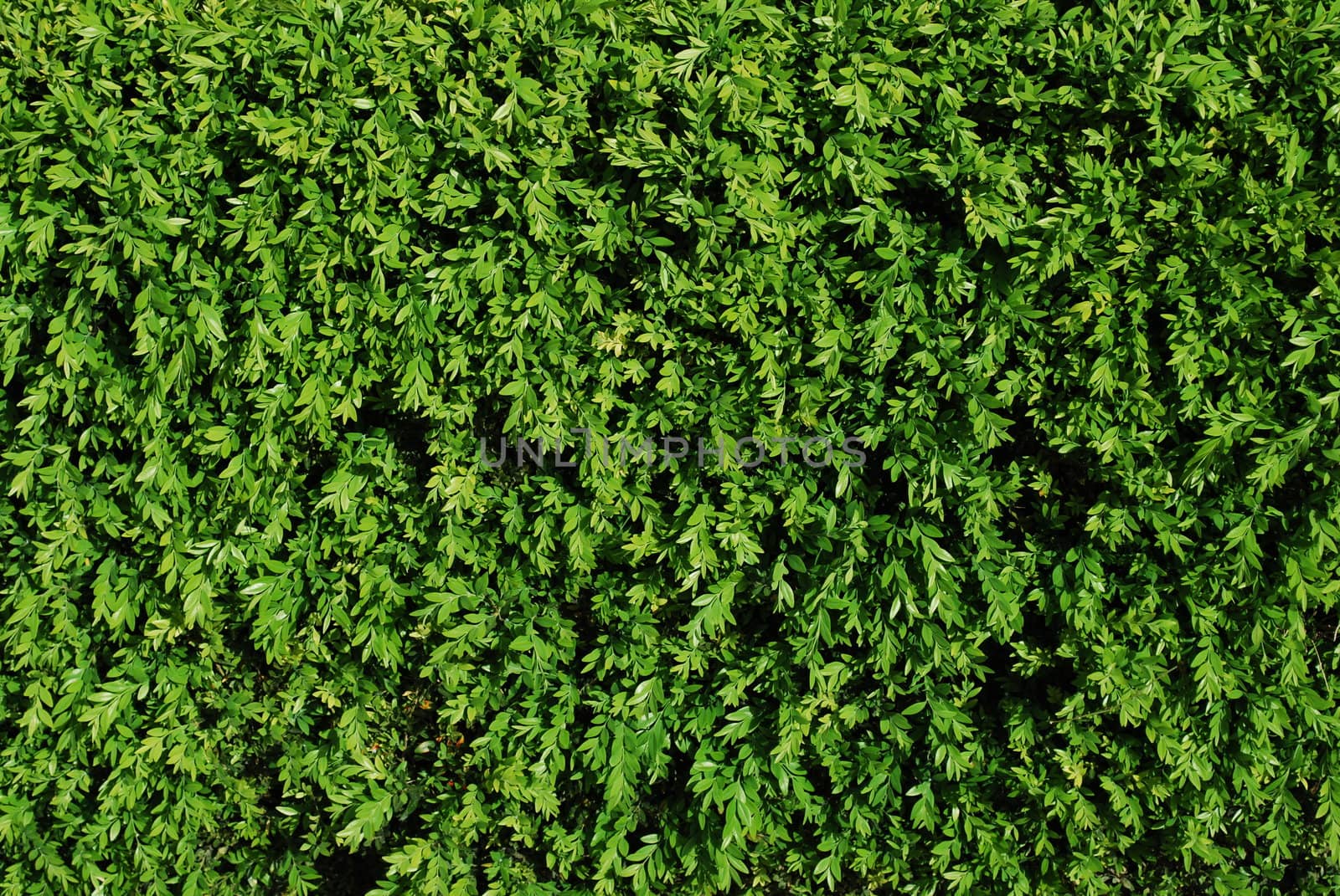 Green turf background by luissantos84
