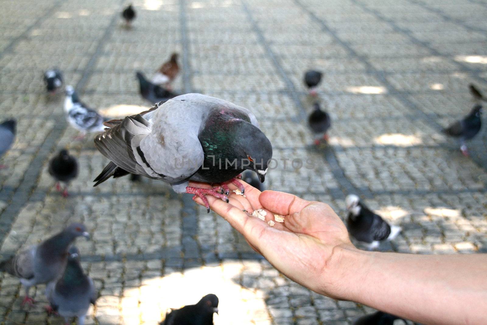 feeding pigeons by jpcasais