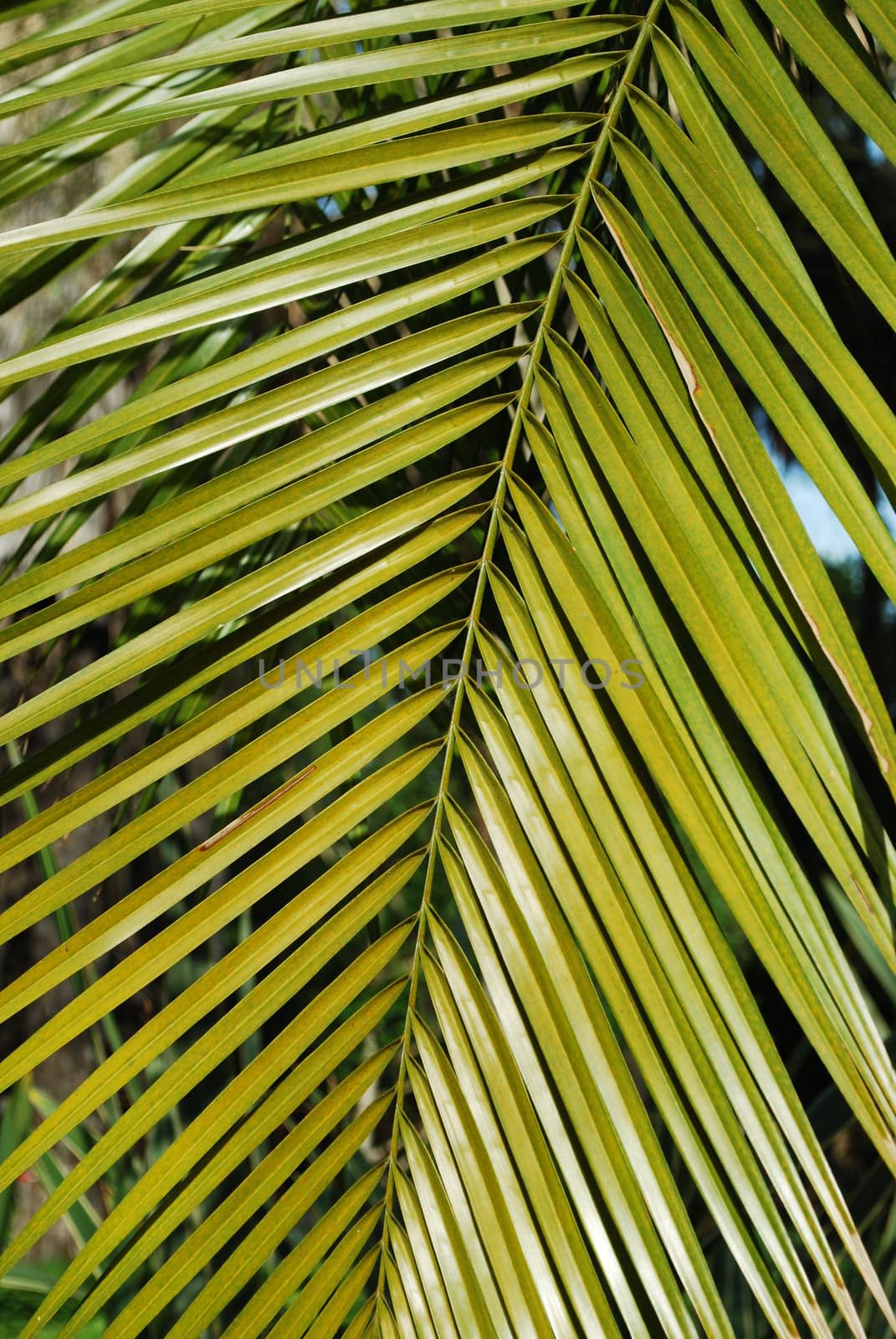 Washington Palm tree by luissantos84