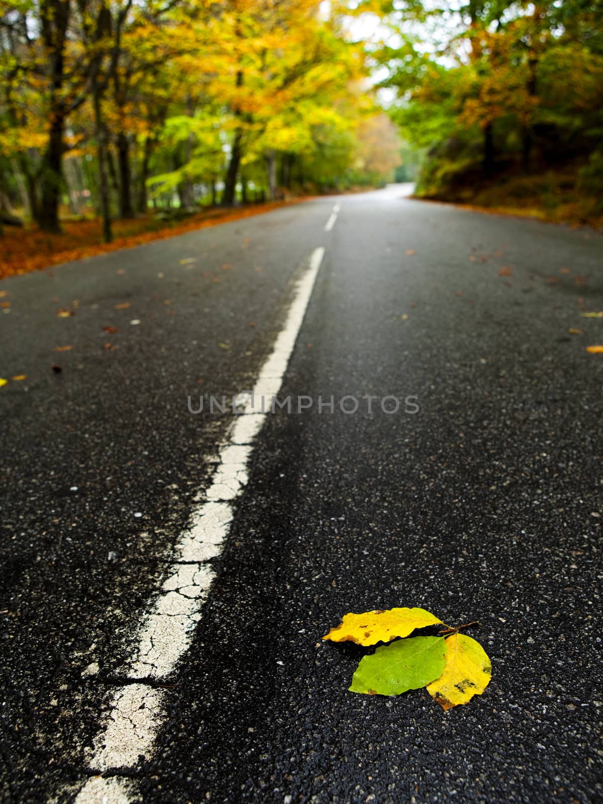Beautiful road with some colored autumn leafs