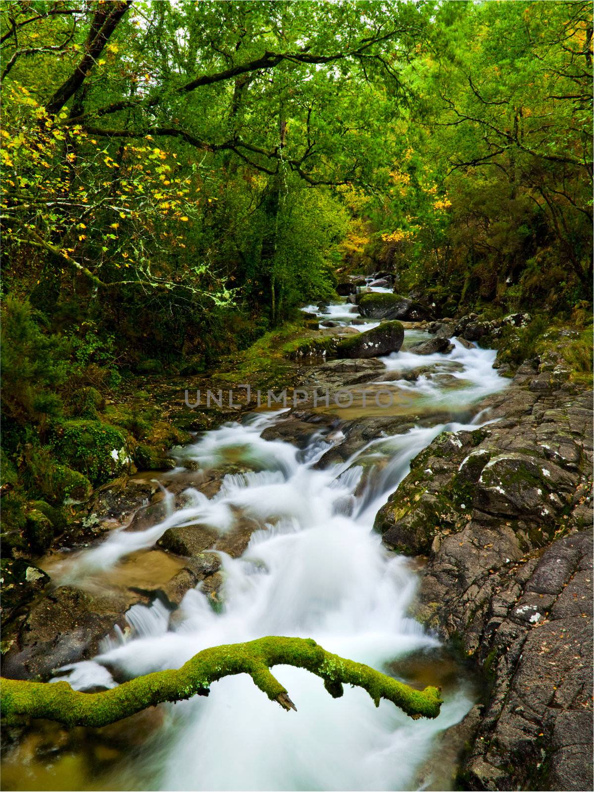 Beautiful river flowing by the forest during the Spring season
