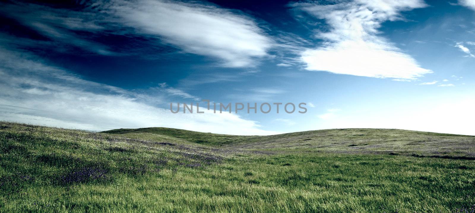 Beautiful green meadow with a great cloudy sky