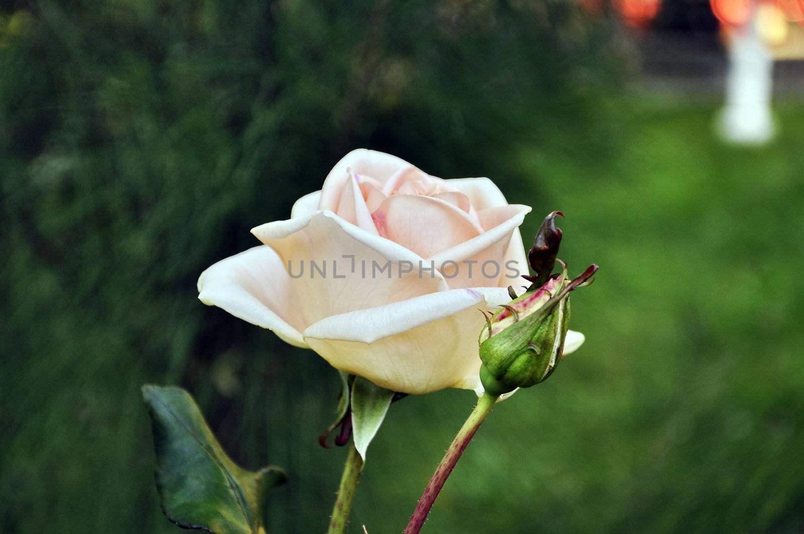 rose, flower, petals, in, plant, beauty, backgrounds, nature, White Rose