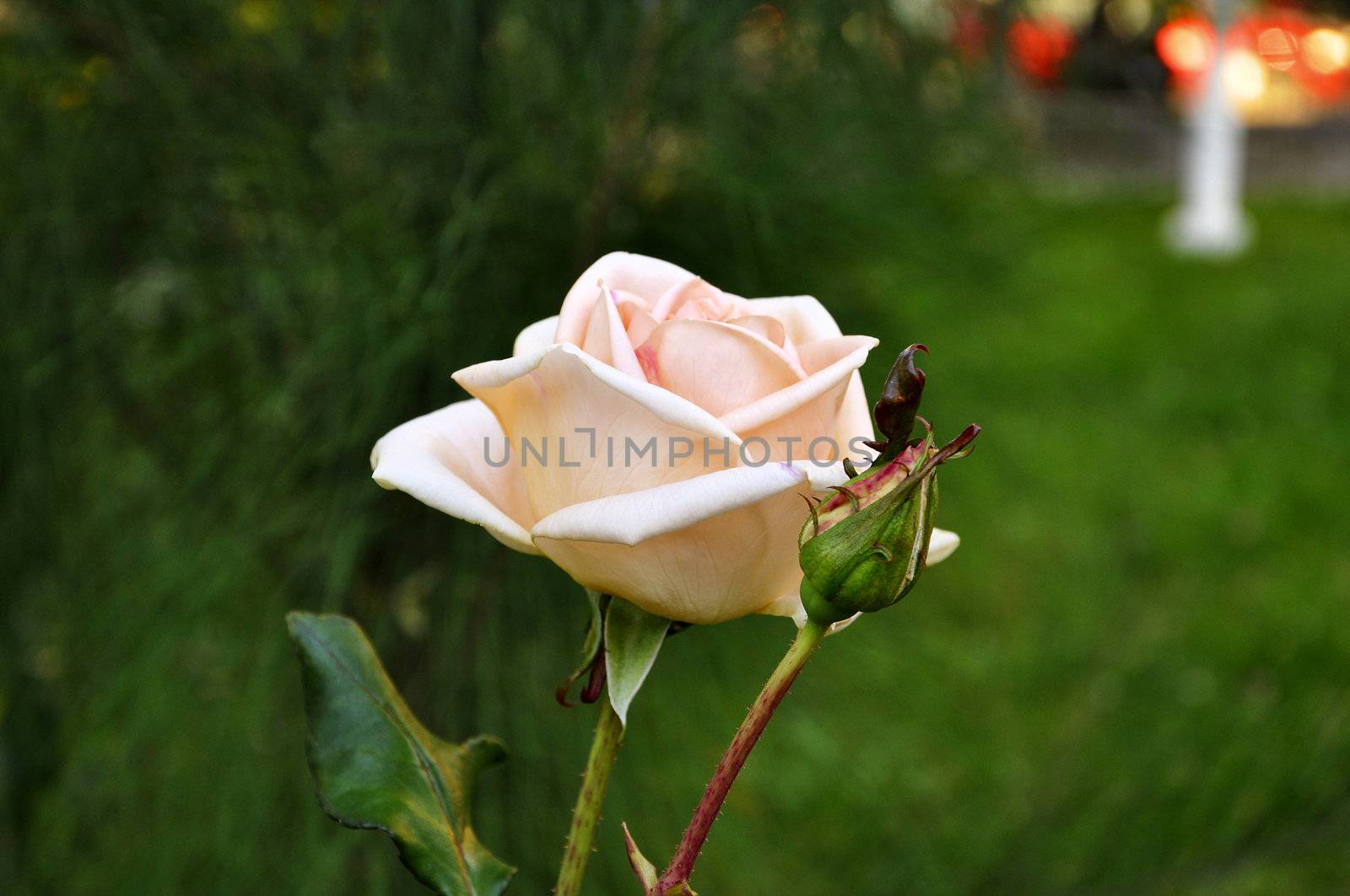 rose, flower, petals, in, plant, beauty, backgrounds, Pink rose