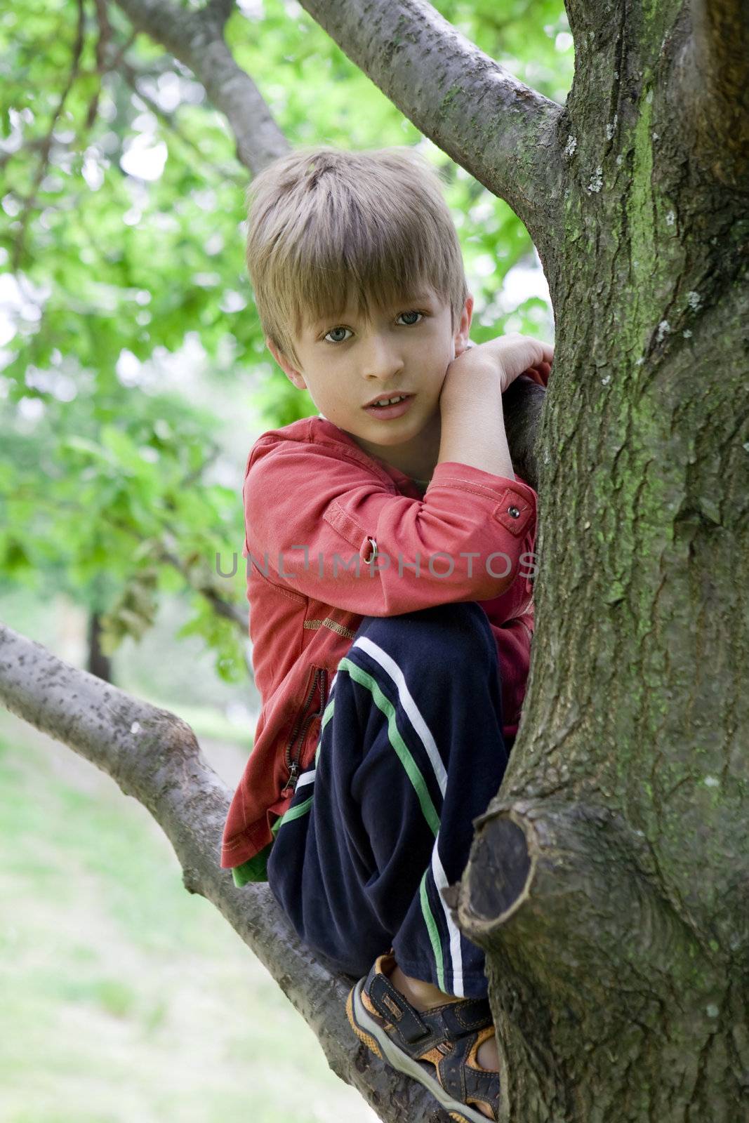 cute boy hanging from branch of tree. Summer time