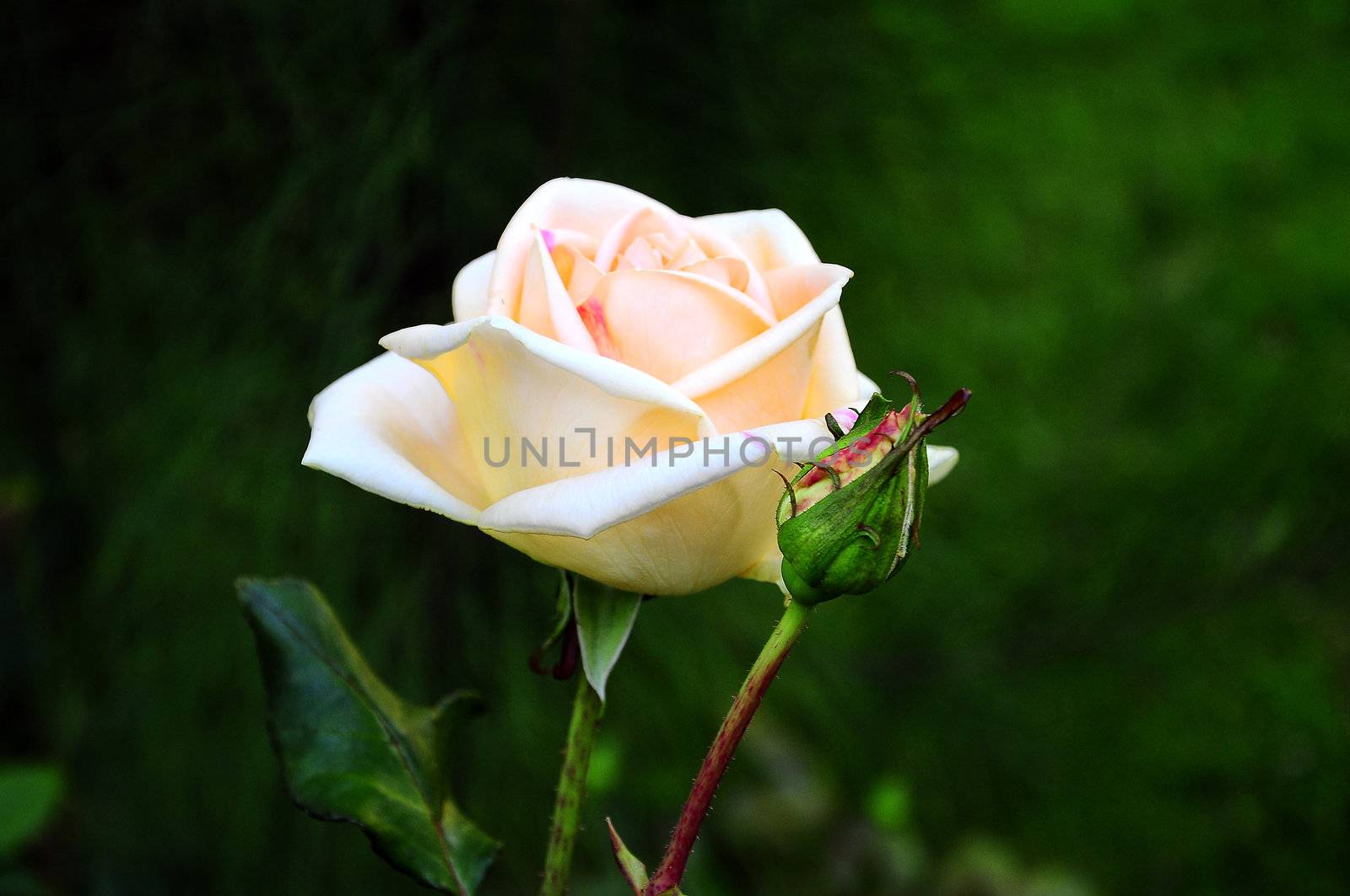 rose, flower, petals, in, plant, beauty, backgrounds, nature, Pink rose