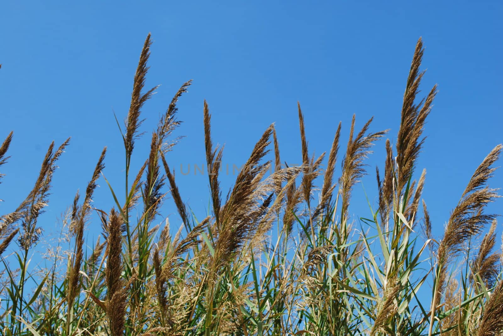 Reed grass with blue sky background