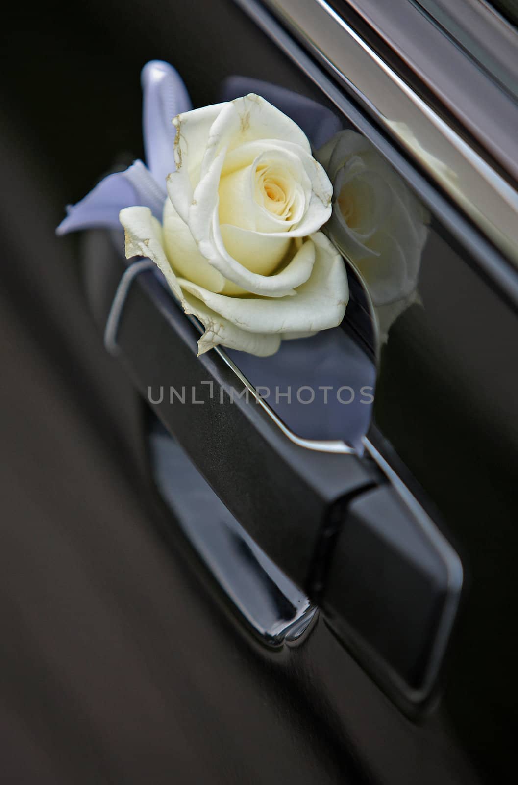 White rose behind a car door handle