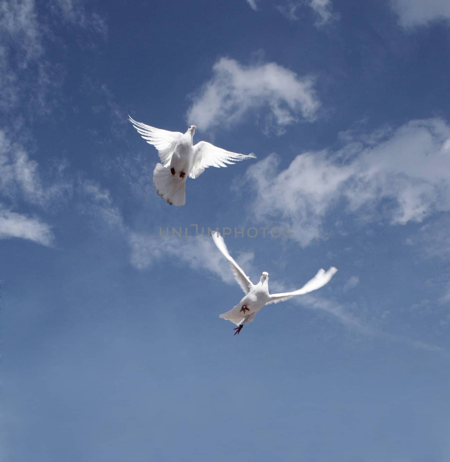 White pigeon pair fly on the sky
