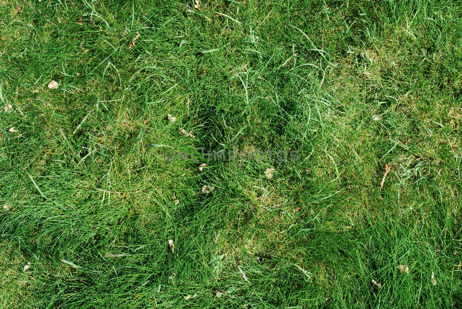 green grass background on a soccer field