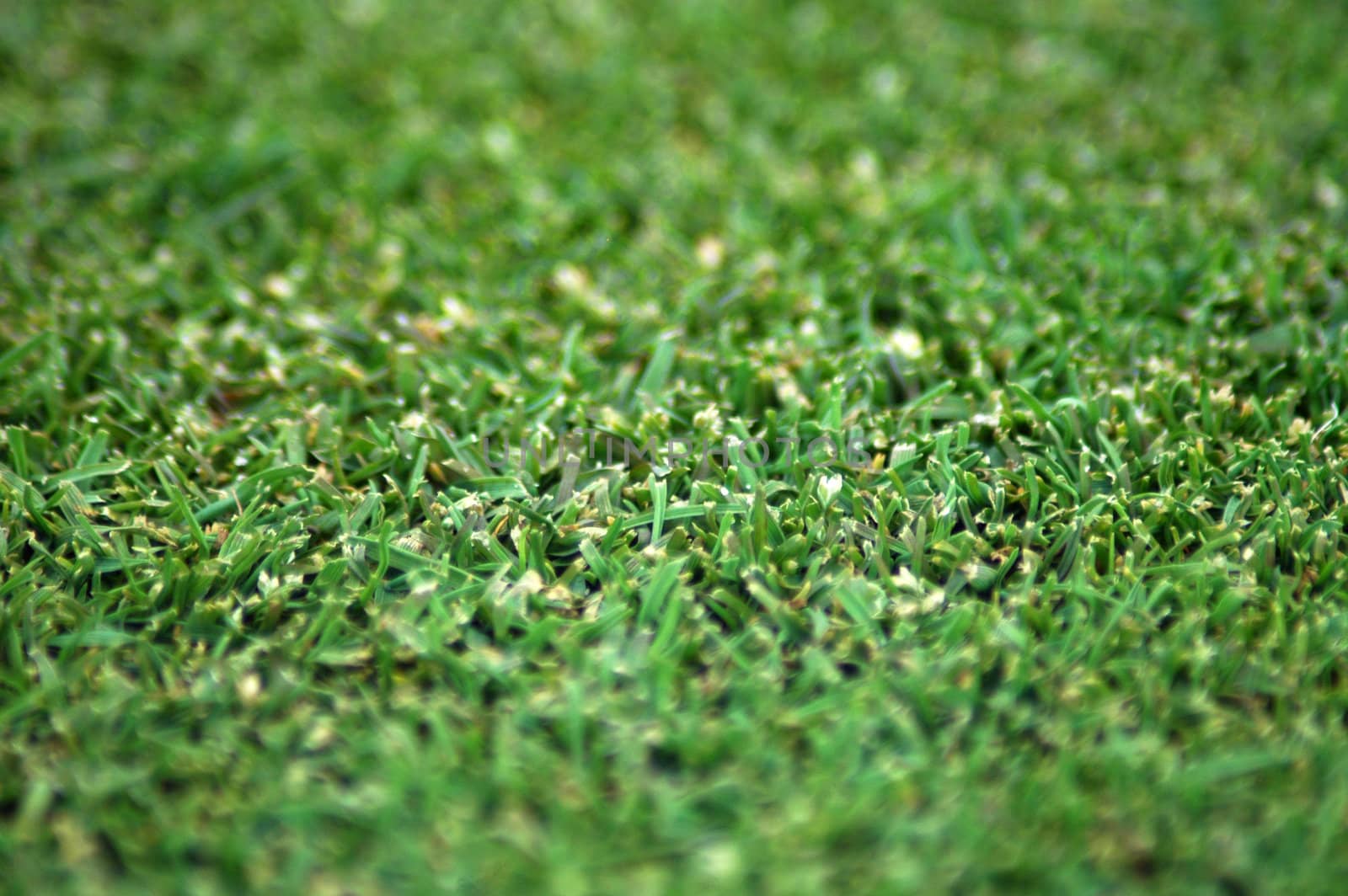 detail photo of green, short cutted grass