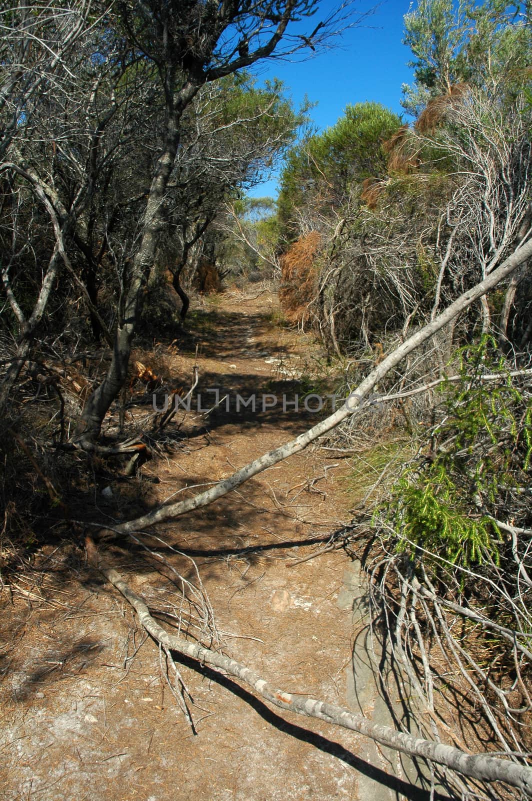dry bushland by rorem