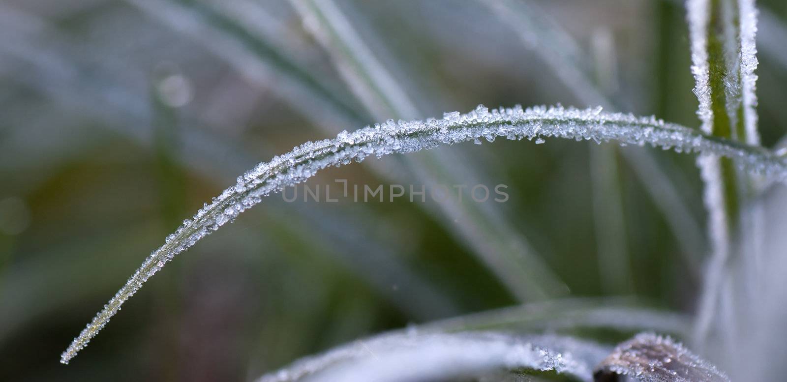 Frozen grass by AGorohov