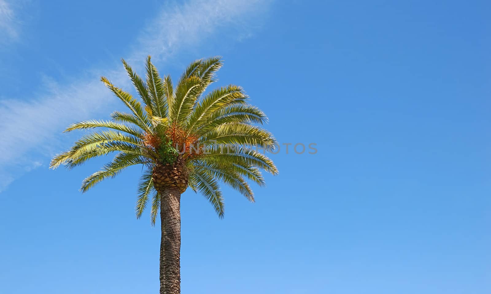 Sunlit palm tree with blue sky background and copy space to the right.