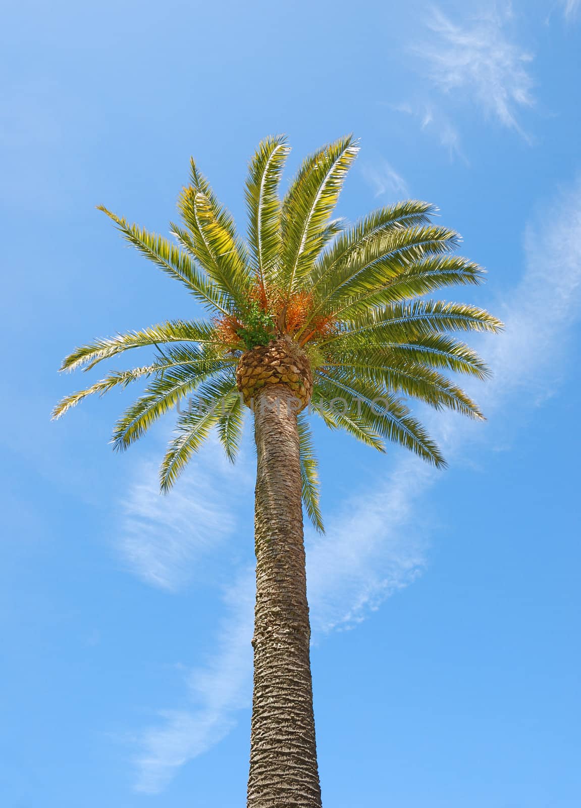 Sunlit palm tree with blue sky background.