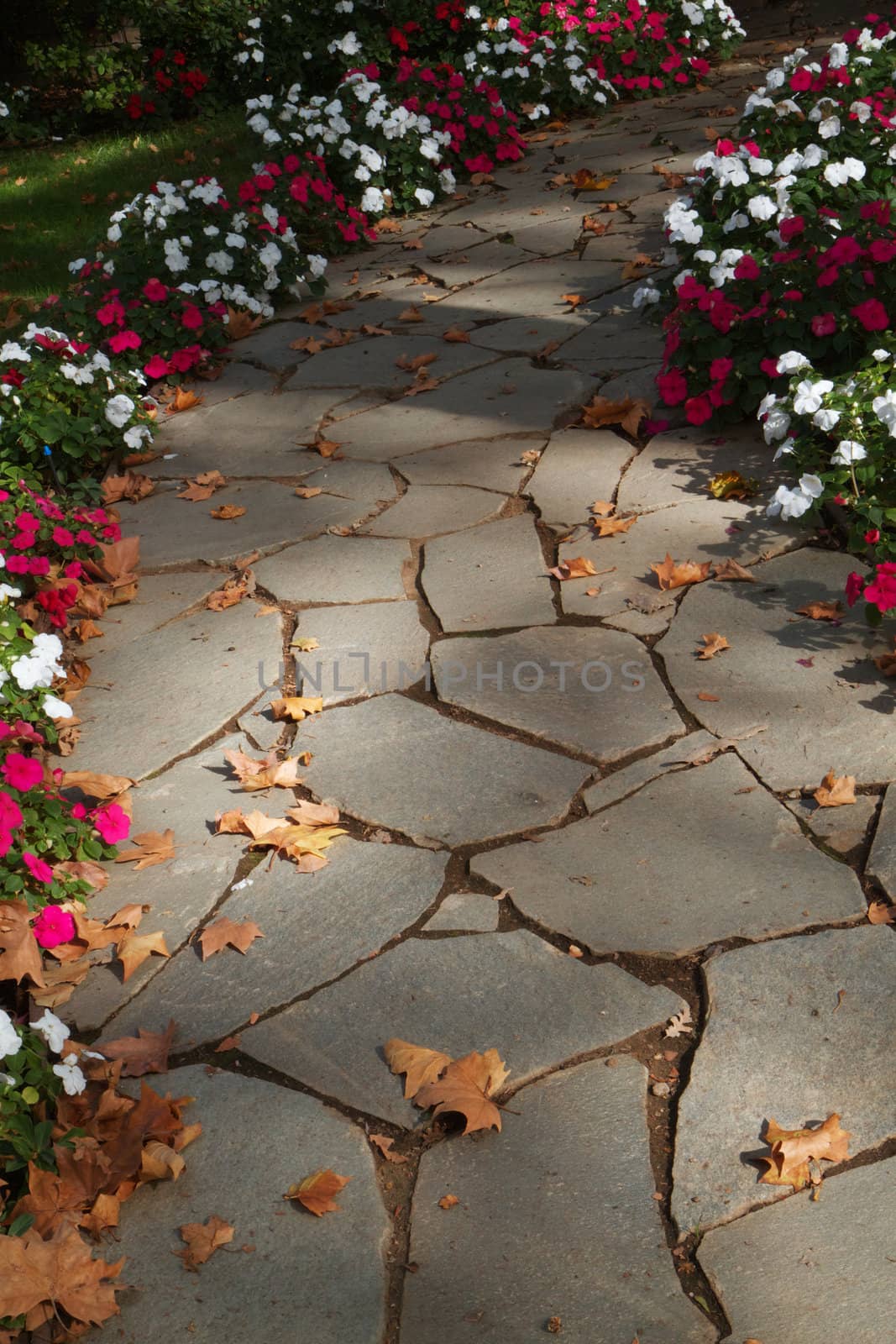 Red and white Flower boardered rock path with fall leaves