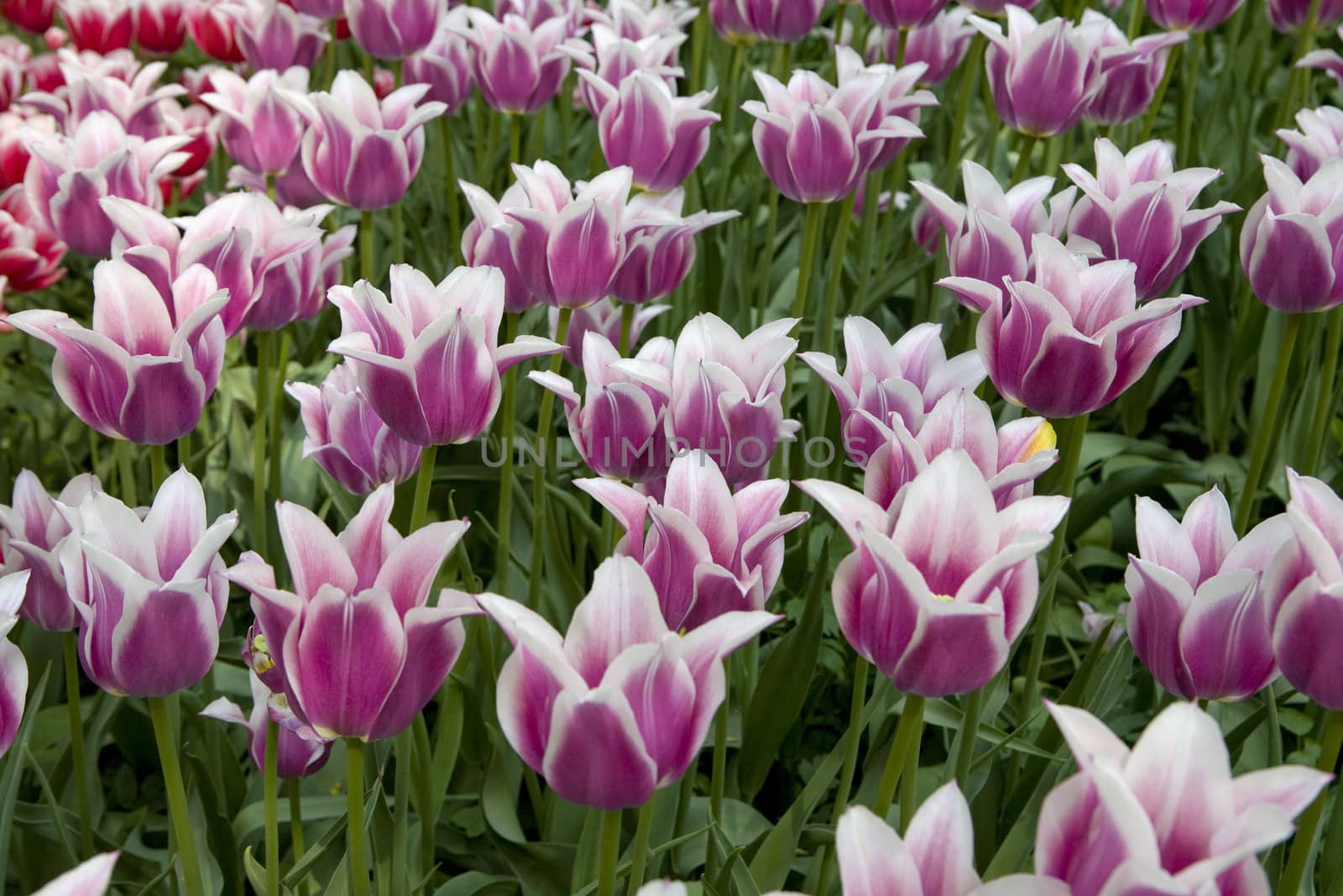 tulip in botanical gardens
