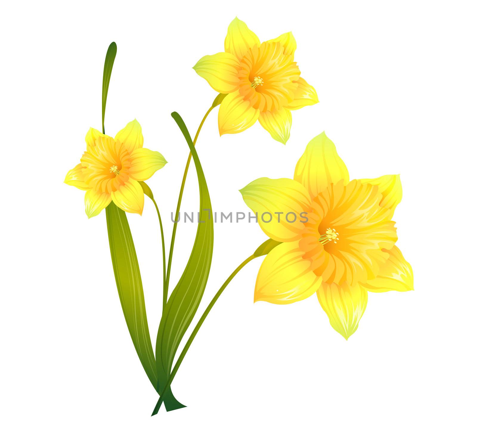 Daffodils by wenbin