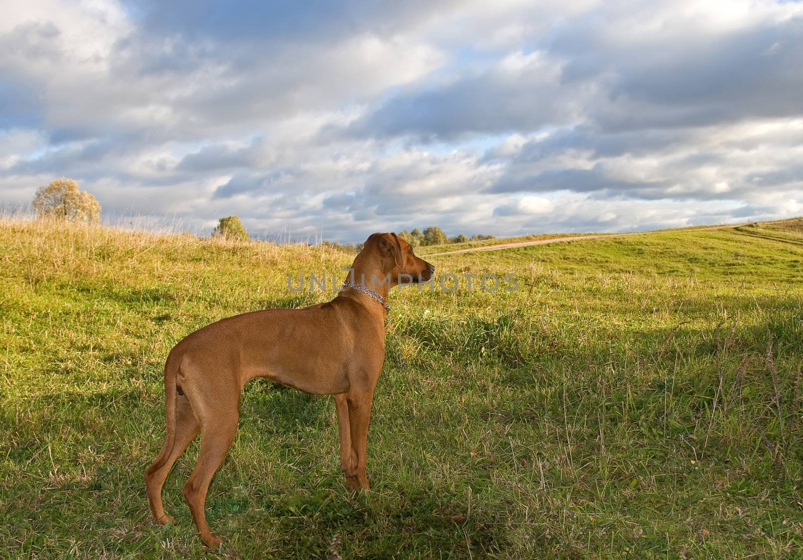 dog on the hill by desant7474