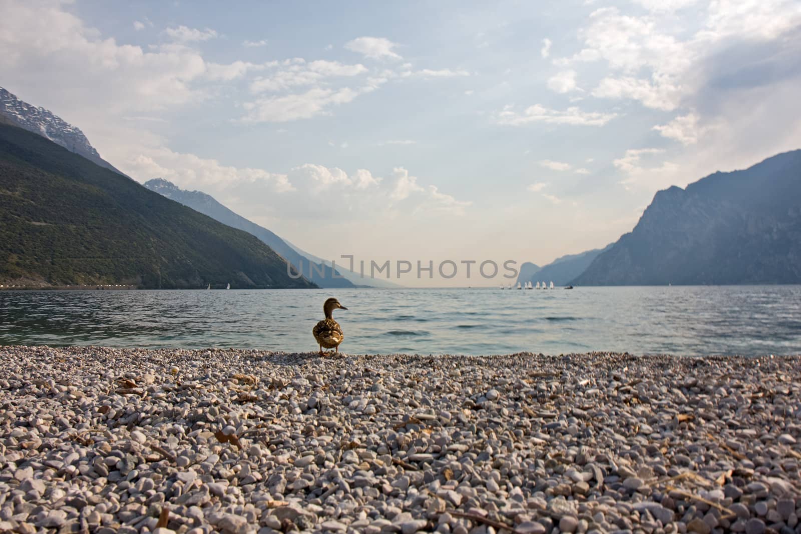 duck at garda lake in italy by bernjuer