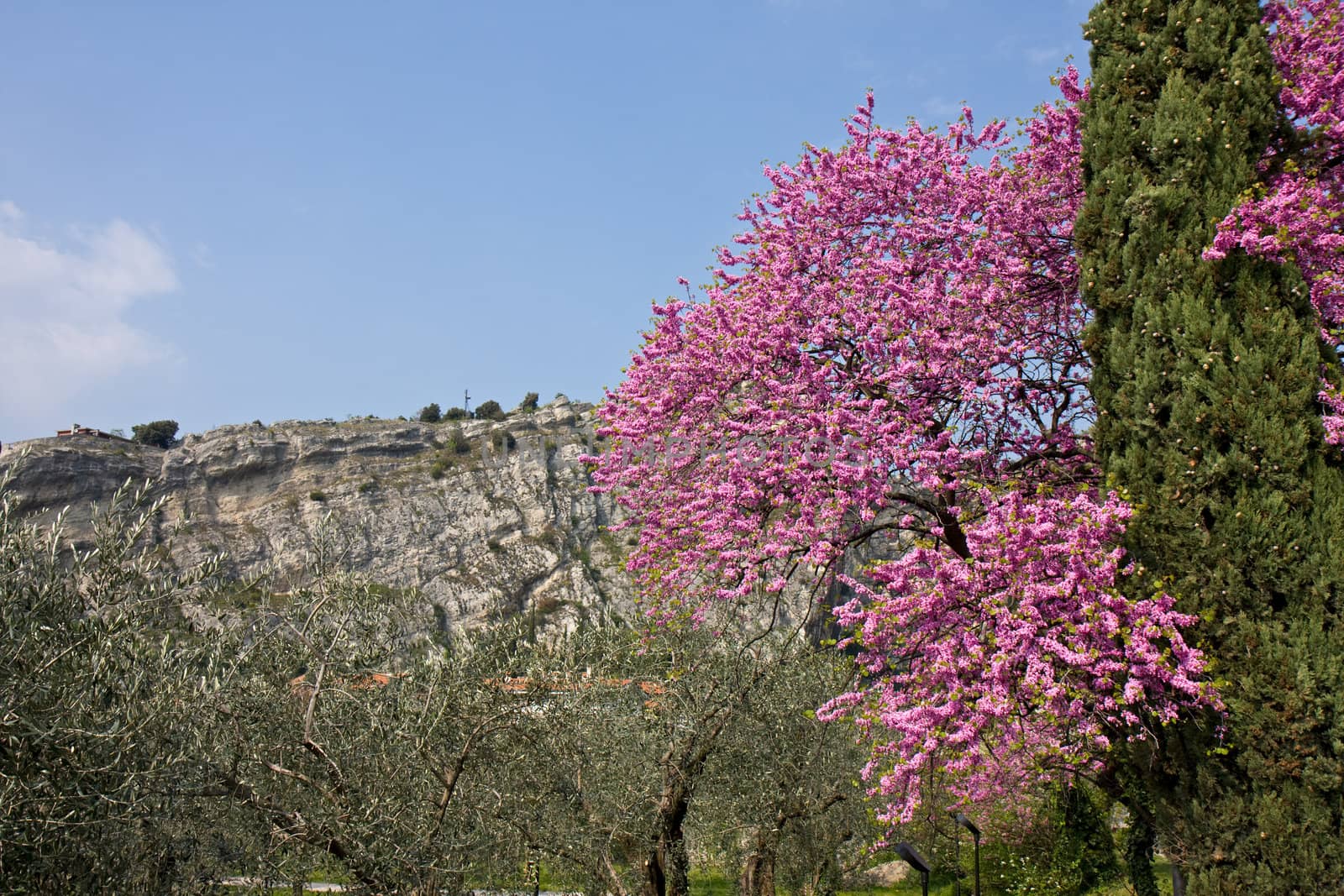 cherry tree in bloom at garda lake in italy