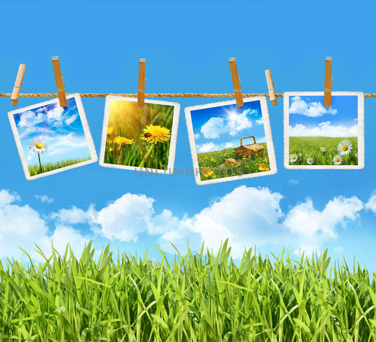 Tall grass with 4 pictures on clothesline with blue sky