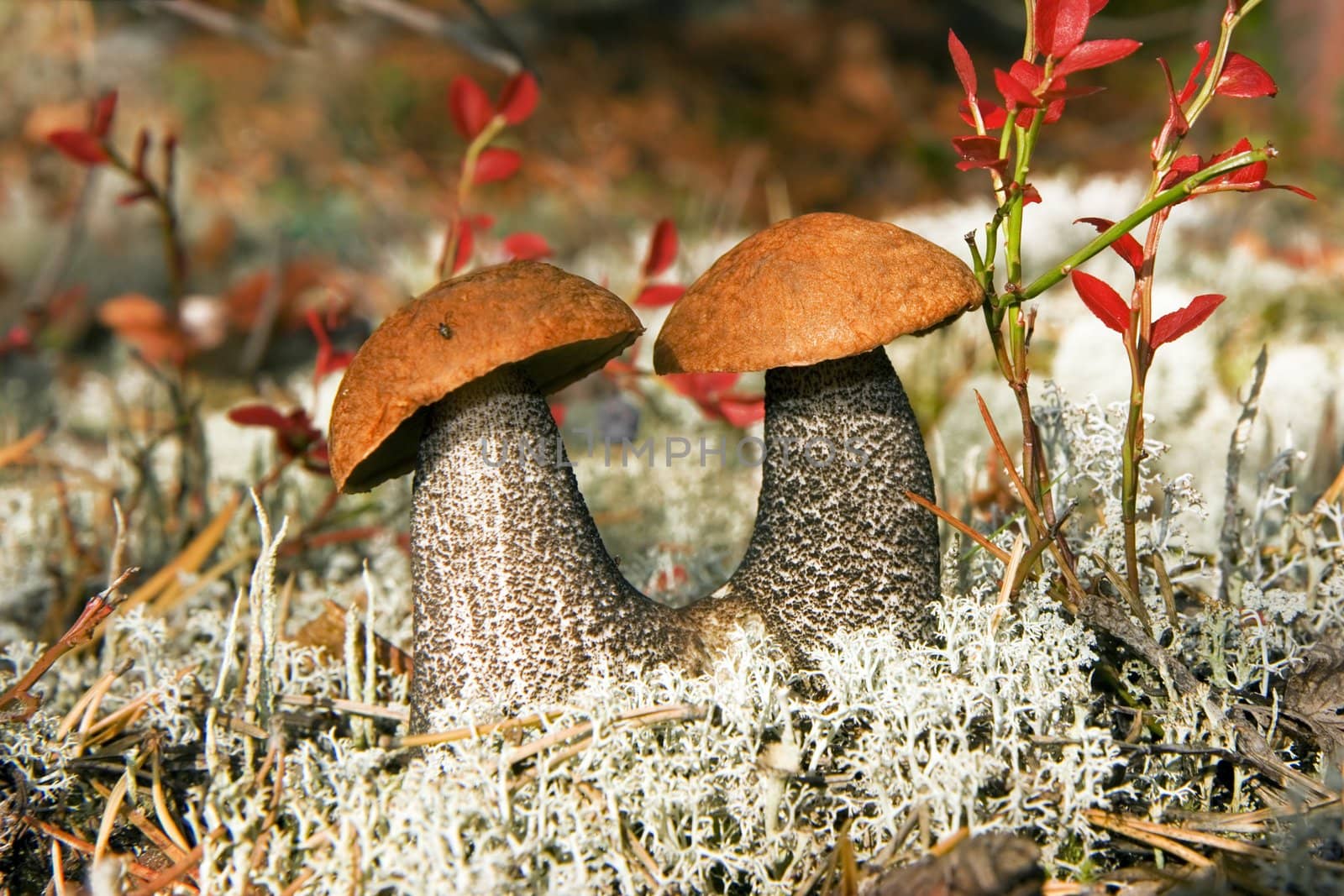 Aspen mushrooms in wood in solar weather
