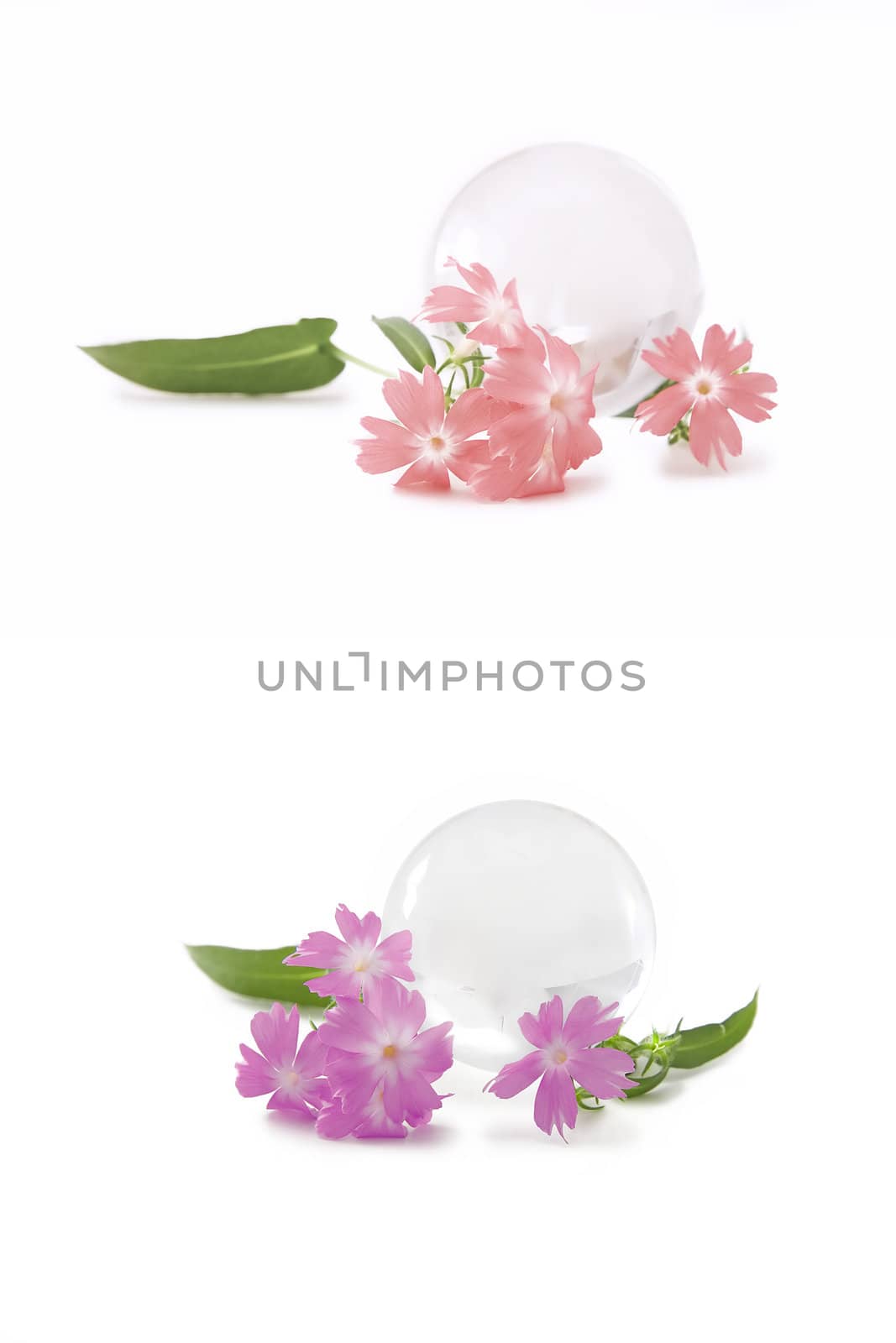 The glass globe and flowers on a white background