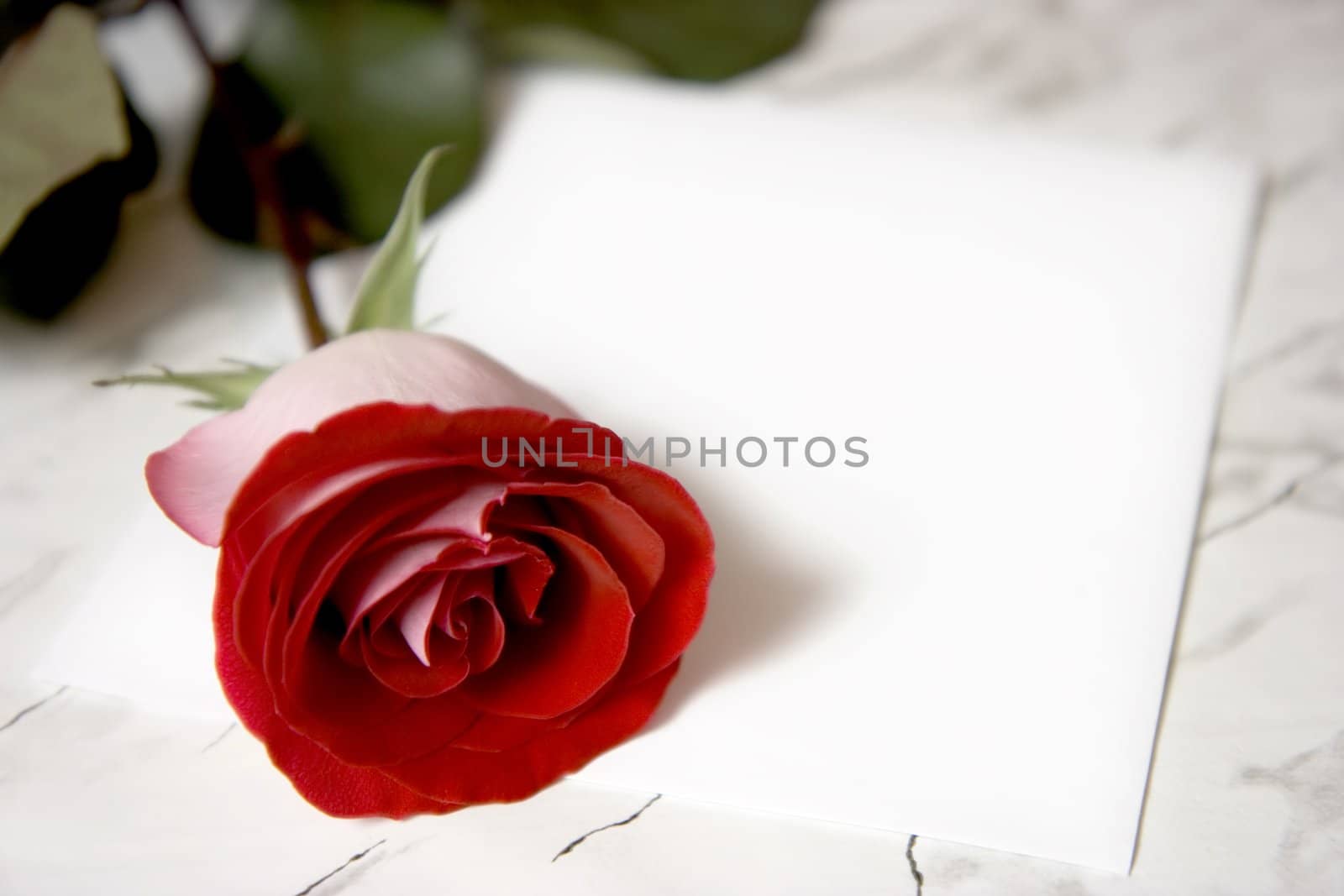 The red rose on a marble table