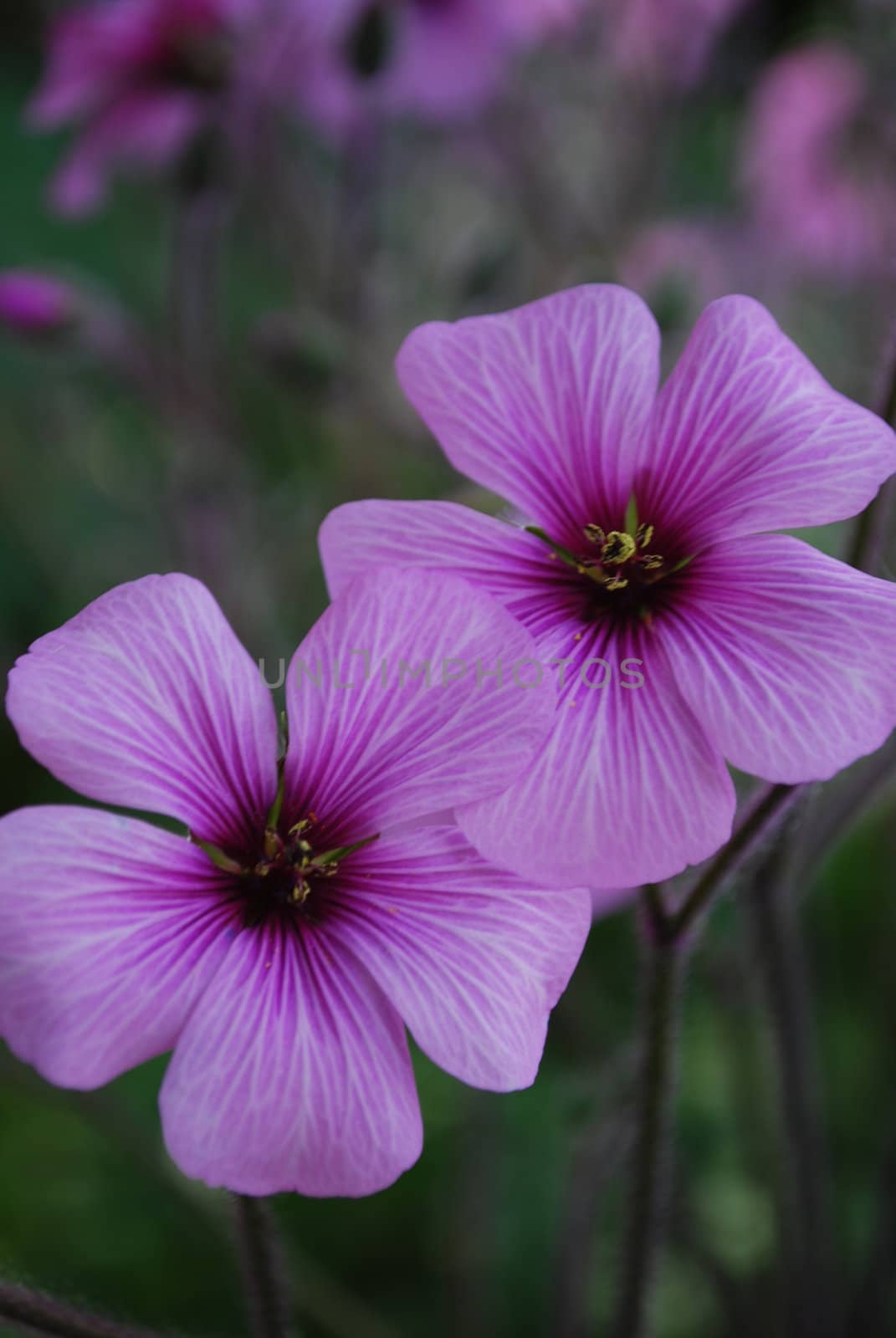 Two beautiful purple poppies on a botanic garden