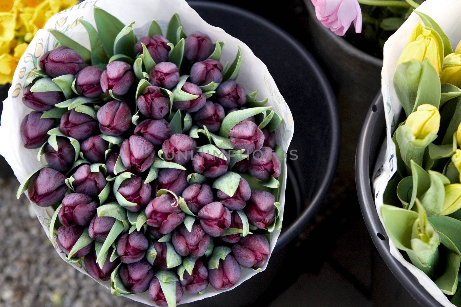 tulips in the bucket