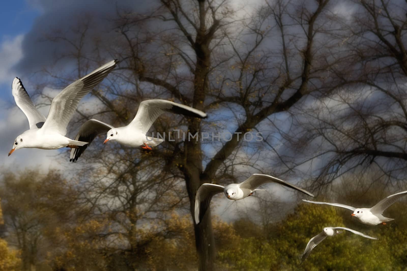 sea-gull flying in Hyde Park. London. UK