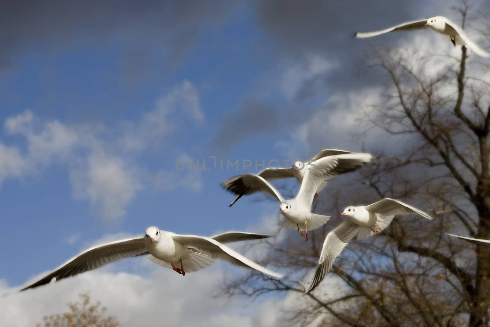 sea-gull flying in Hyde Park