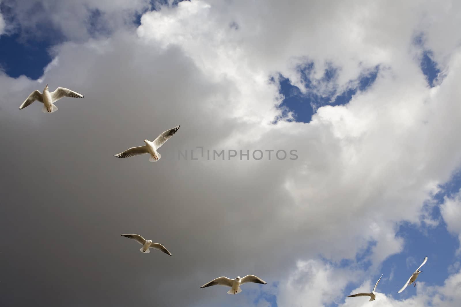 sea-gull flying  in Hyde Park. London.  by elenarostunova