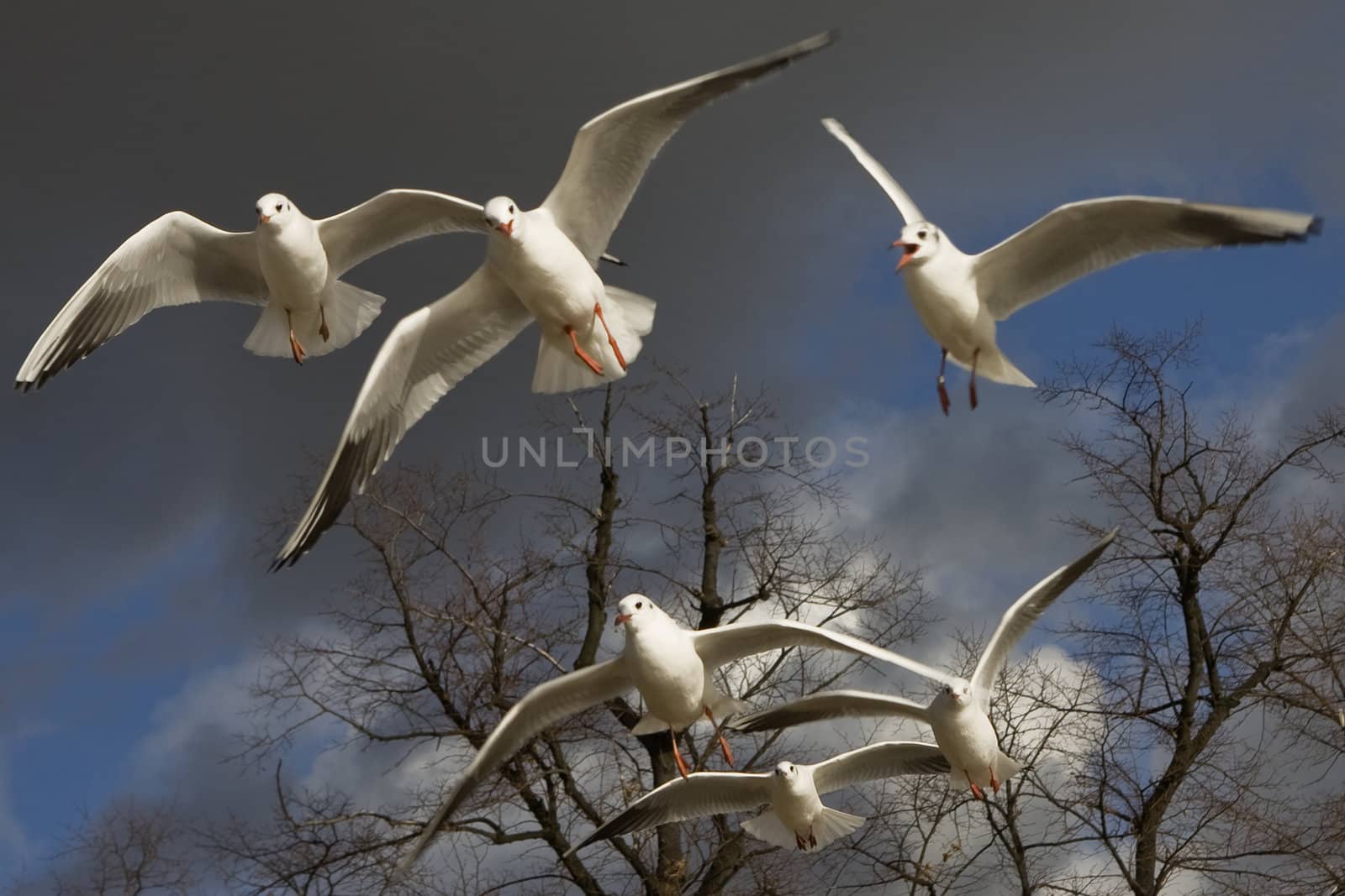sea-gull flying in Hyde Park. London. UK