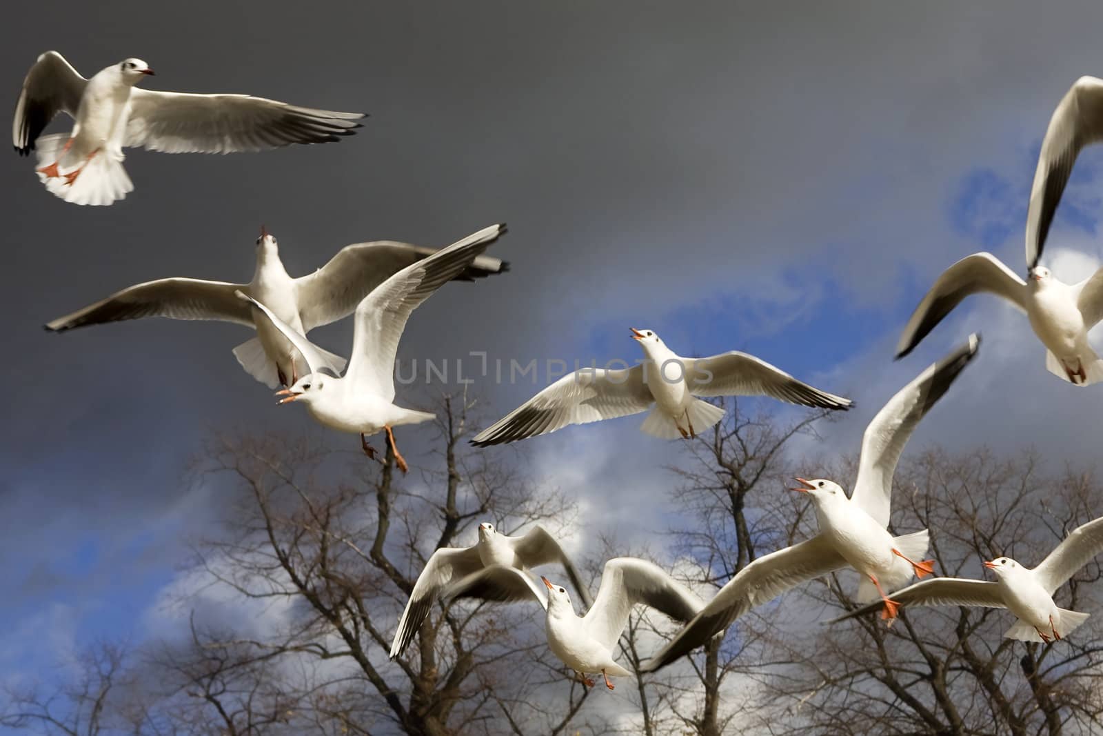 sea-gull flying  in Hyde Park. London. UK