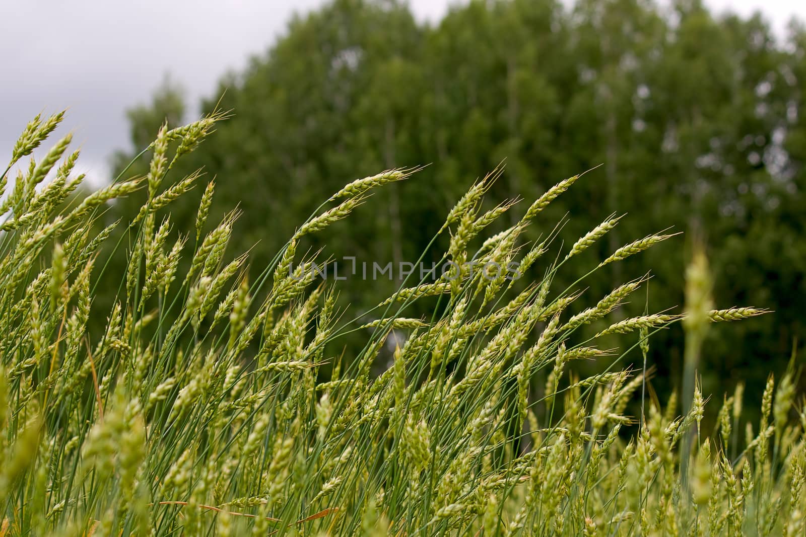  ears of wheat by zhannaprokopeva