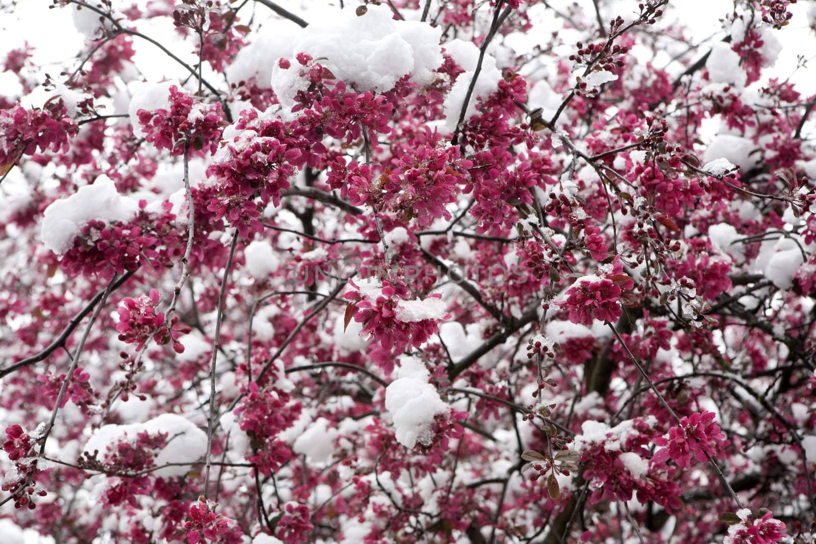 Spring. Blossoming apple tree. Flower in snow 