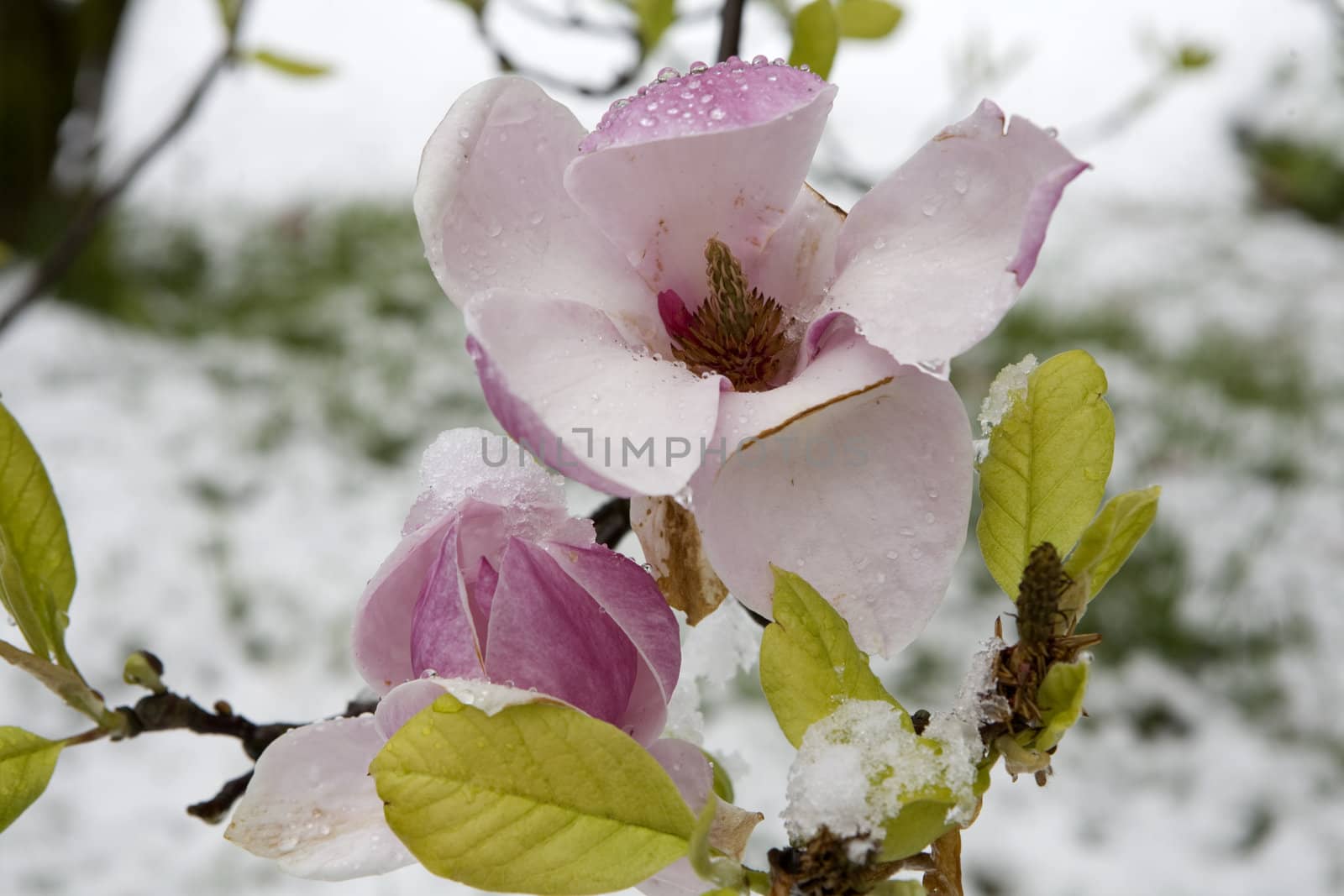 Spring. Blossoming apple tree. Flower in snow 
