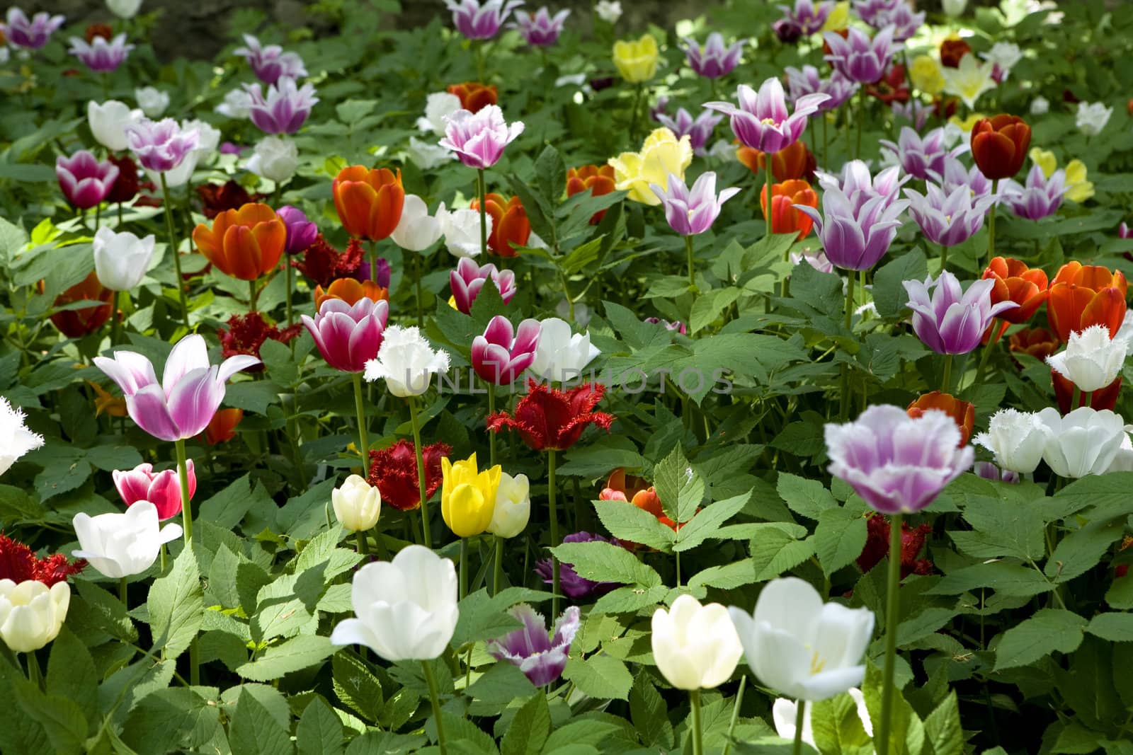 tulips in botanical gardens. by elenarostunova