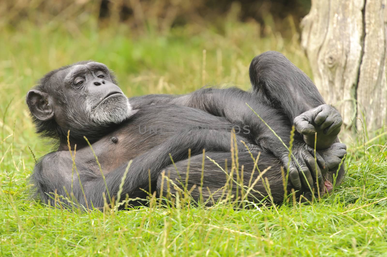 Close up of a Chimpanzee (pan troglodytes)